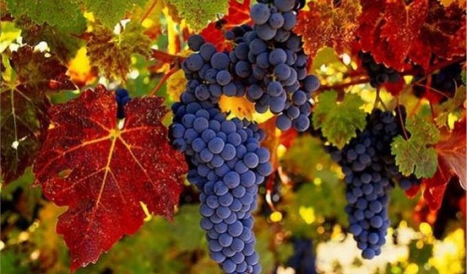 Grecia_Viajes_Capadocia-Vino