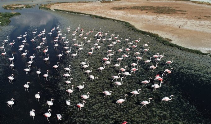Grecia_viajes_lago-salt-flamingo